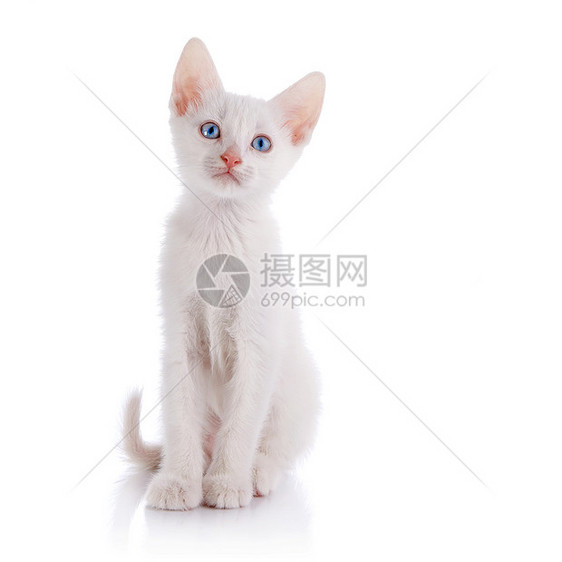 蓝眼睛的白小猫坐在白色背景上兽医宠物猫科动物毛皮尾巴婴儿友谊乐趣虎斑图片