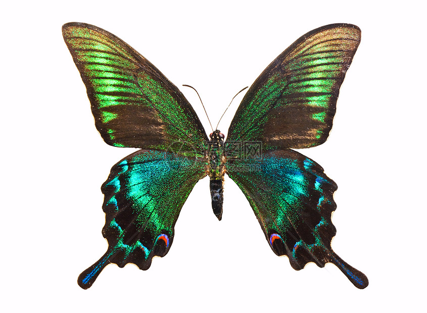 蝴蝶帕皮利奥翅膀绿色情调宏观黑色飞行活力昆虫异国白色图片