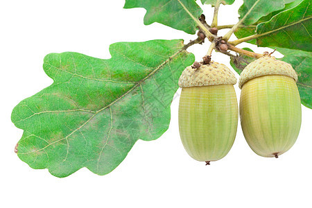 橡果白色宏观绿色生长种子食物季节植物学橡木棕色图片