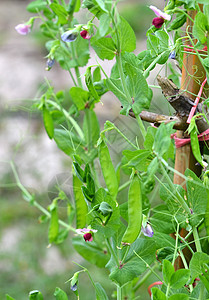 糖豆蔬菜花园植物群蔬菜生长生产农业农场植物大米绿色图片