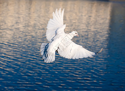 白鸽羽毛翅膀航班白色动物希望自由空气背景图片