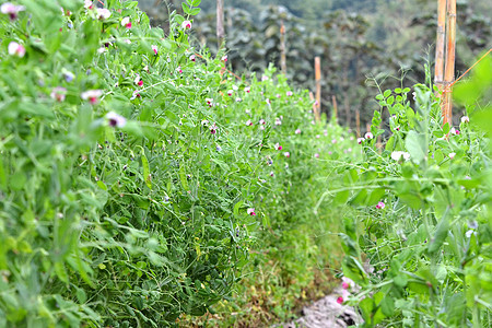 糖豆蔬菜花园大米植物群植物绿色蔬菜生产农场生长农业图片