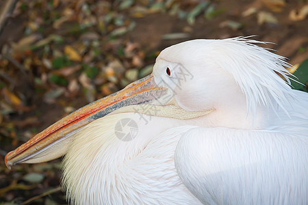 佩利卡公园野生动物粉色动物群荒野翅膀动物热带白色羽毛图片