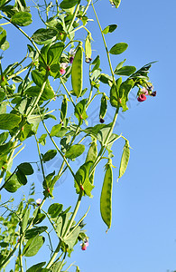 糖豆蔬菜花园农业植物绿色农场蔬菜生产大米生长植物群图片