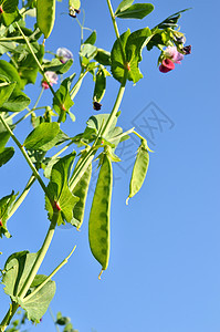 糖豆蔬菜花园蔬菜植物生产生长植物群农场绿色农业大米图片