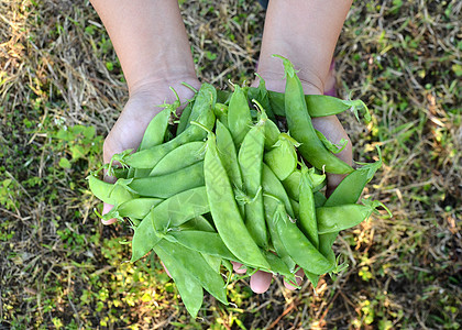 手头上的糖豆绿色植物群农业花园生产农场蔬菜收成植物生长图片