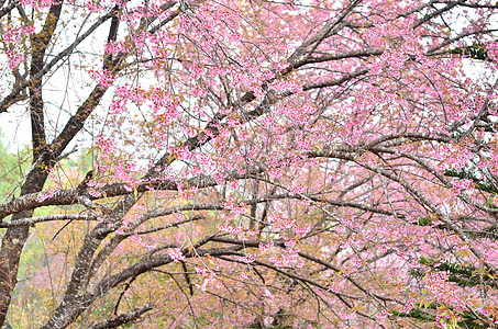 野生棕榈樱花木头粉色公园蜡质花瓣季节植物黄色荒野叶子图片