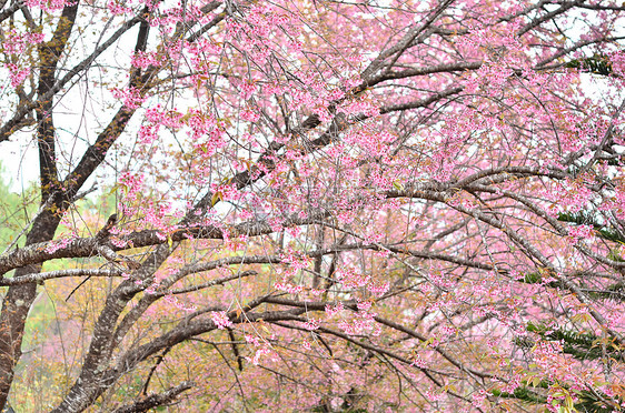 野生棕榈樱花木头粉色公园蜡质花瓣季节植物黄色荒野叶子图片