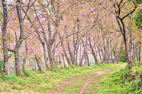 野生棕榈樱花黄色花瓣季节公园荒野木头叶子踪迹植物粉色图片