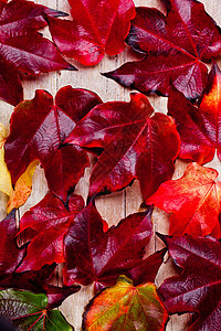 秋季请假背景背景红色艺术宏观木头绿色树叶框架黄色棕色图片