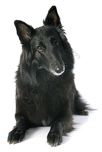 格农恩德尔牧羊犬宠物工作室黑色牧羊人犬类动物图片
