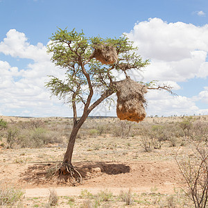 纳米比亚 非洲和非洲的编织鸟巢图片