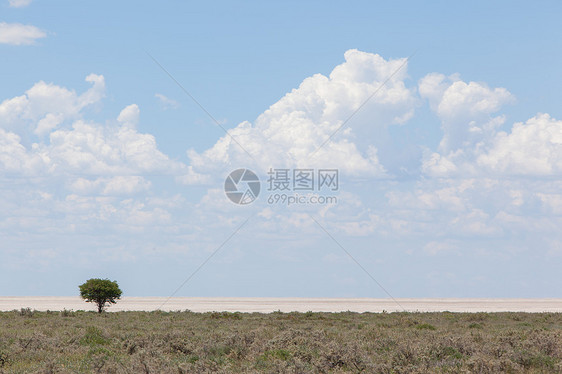 开阔田野中的树 纳米比亚生长植物草原草地沙漠天空平底锅蓝色干旱风景图片