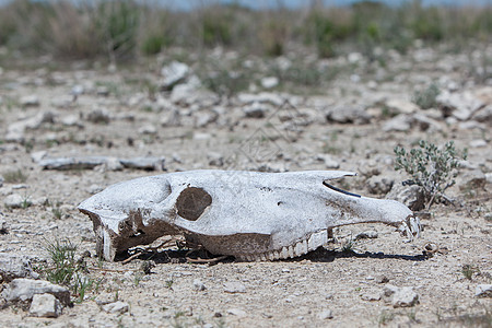 Etosha国家公园地面上的Zebra头骨动物国家野生动物牙齿公园颅骨骨头死亡生物学图片