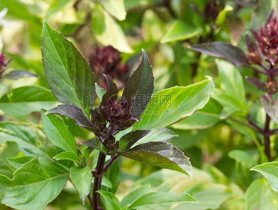 以巴西和开花盟誓小枝温泉紫色绿色医疗芳香草本植物愈合树叶图片