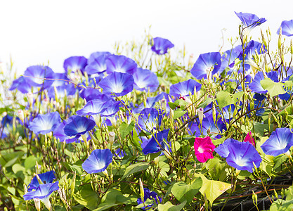 蓝晨光鲜花的大自然喇叭花花瓣植物群紫色花园荣耀植物番薯公园叶子图片