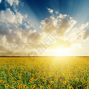 有向日葵的云化日落在田地上太阳射线风景种植园花瓣晴天生长季节魔法全景图片