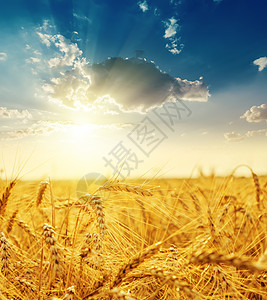 日落在田野上 有金收成场景国家场地大麦小麦农田农村稻草农场天空图片