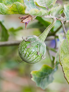 绿蟑螂在树上蔬菜文化浆果绿色蟑螂菊花食品植物茄子食物图片