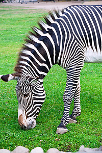 斑马公园食草皮肤条纹动物动物群白色动物园荒野哺乳动物图片