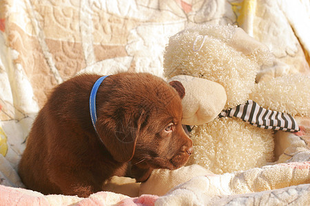 快乐的巧克力拉布拉多小狗喜悦桌子猎犬朋友幸福玩具孩子蓝色巧克力宠物背景图片