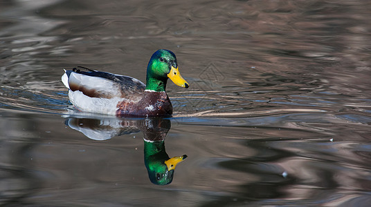 在池塘中放松野生动物公园季节性棕色羽毛绿色游泳伙伴荒野观鸟图片