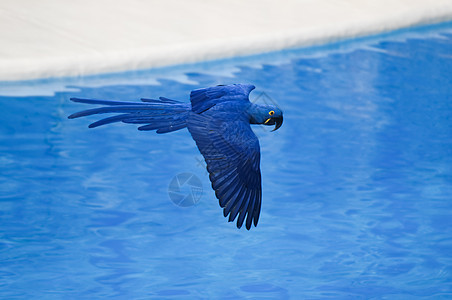 蓝彩热带鹦鹉飞行异国动物红色情调羽毛白色金刚鹦鹉宠物丛林图片