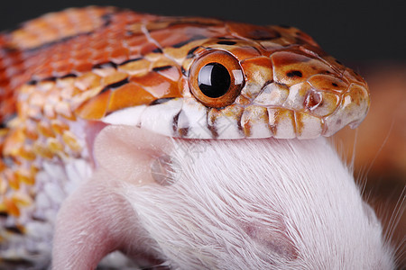 玉米蛇红色眼睛野生动物动物橙子爬虫图片