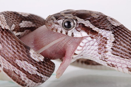 玉米蛇棕色眼睛爬虫动物野生动物图片