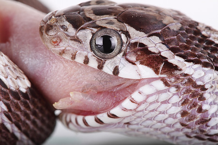 玉米蛇爬虫眼睛野生动物棕色动物图片