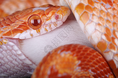 玉米蛇橙子眼睛爬虫野生动物动物红色图片