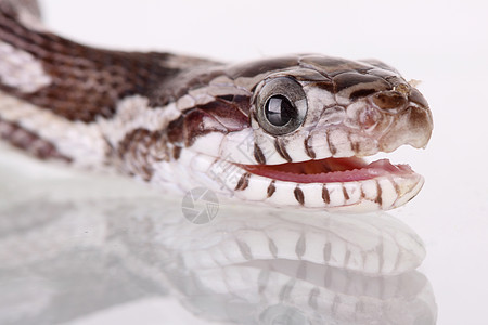 玉米蛇野生动物蛇皮爬虫滑行眼睛图片