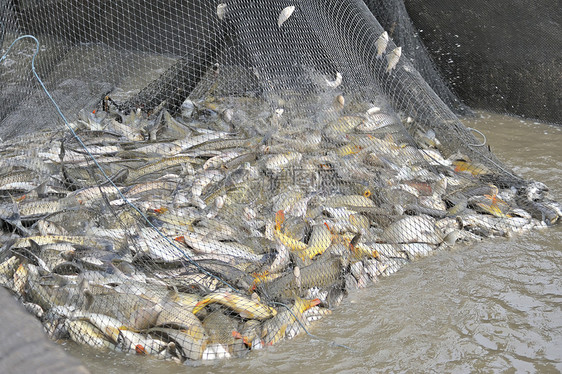 渔网中的鱼冲浪食物灰色钓鱼盐水荒野鸟类海岸线云盖海洋图片