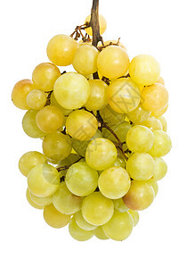 葡萄浆果食物农业收成水果白色藤蔓绿色甜点营养图片