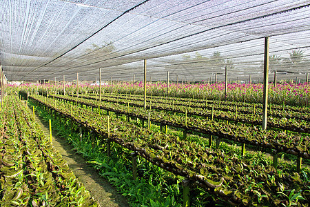 兰花农场草本植物花瓣场地花园植物学园艺植物群热带草地叶子图片