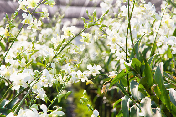 花园里花丛的兰花热带场地花瓣植物群叶子草本植物农场花束生长草地图片