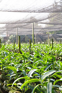 兰花农场植物群草本植物叶子花瓣苗圃生长场地花束花园草地图片