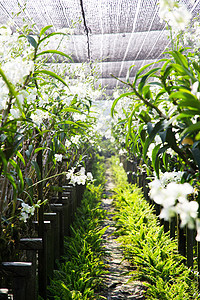 花园里花丛的兰花草本植物植物学热带园艺叶子植物植物群生长花瓣苗圃图片