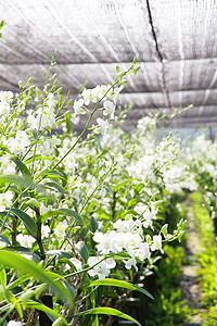 花园里花丛的兰花植物群农场草本植物生长植物园艺热带场地花束苗圃图片