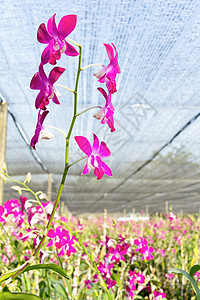 兰花农场草本植物苗圃园艺草地生长花园叶子热带植物场地图片