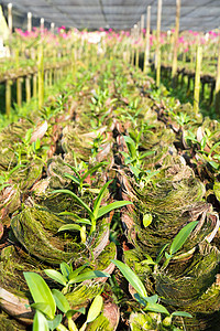 兰花农场花束园艺草地生长植物苗圃花瓣热带植物学花园图片