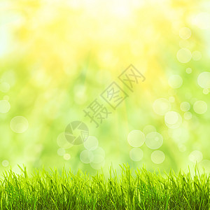 阳光覆盖的绿草叶子背景晴天射线生长光束园艺花园草地场地图片
