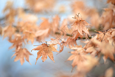 干木叶枫叶衬套叶脉季节黄色水平枫树秋叶枝条叶子图片