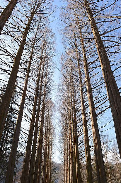 松树风景针叶树植物棕色树干季节旅行旅游森林树木图片