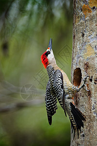 西印度 Woodpecker梅拉内斯超级仙人鱼大腹热带森林阳光羽毛便便女性生物学黑猩猩荒野图片