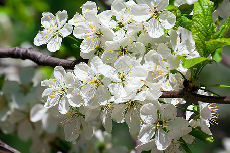 苹果花花苹果树天空季节花瓣绿色白色宏观植物叶子花园图片