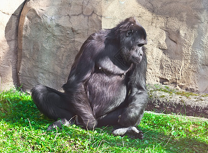 大猩猩国王丛林毛皮银背黑色男性哺乳动物荒野动物园灵长类图片