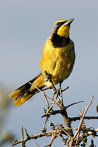 Bushshrike 或Bokmakierie鸟黄色羽毛栖息尾巴眼睛警报鸟类酒吧伯劳衬套图片