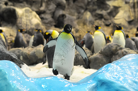 黑白企鹅殖民地冰箱白色海洋金图皇帝家庭荒野生活国王图片