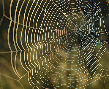 蜘蛛网背景太阳天气阳光蜘蛛环境宏观反射框架陷阱网络图片